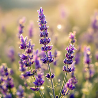A hyperrealistic close-up of purple French lavender stems with soft, velvety buds, illuminated by golden sunlight, with dewdrops glistening on their densely packed, silvery-haired surfaces. The background is a blurred Provençal field, evoking a serene, spa-like atmosphere for a candle fragrance note.