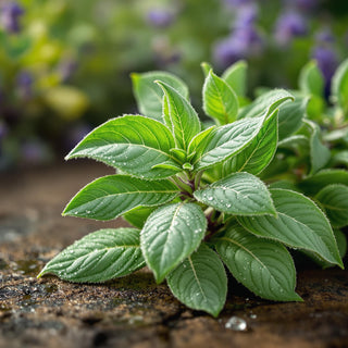 A close-up of velvety fresh sage leaves, silvery-green with dew, bathed in soft morning light. A blurred herb garden background evokes rustic, aromatic calm.