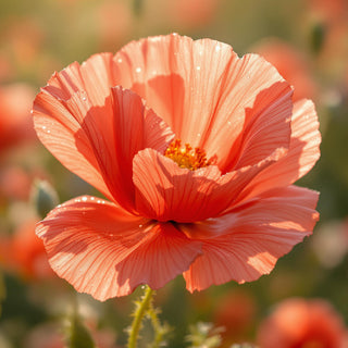 A hyperrealistic close-up of delicate red poppy flowers with silky, papery petals, illuminated by soft afternoon sunlight, with dewdrops glistening on their translucent surfaces. The background is a blurred wildflower field, suggesting a serene, spa-like setting for a candle fragrance note.