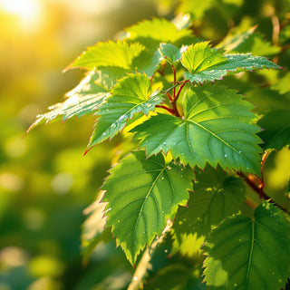 A hyperrealistic close-up of glossy, trifoliate sumac leaves with toothed edges, illuminated by golden sunlight, with dewdrops glistening on their green surfaces and red-tinged tips. The background is a blurred natural meadow, suggesting a tranquil, spa-like setting for a candle fragrance note.